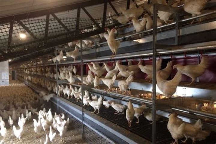 Are all eggs cage-free in California?