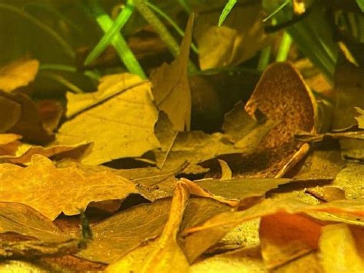 Are almond leaves good for aquarium?
