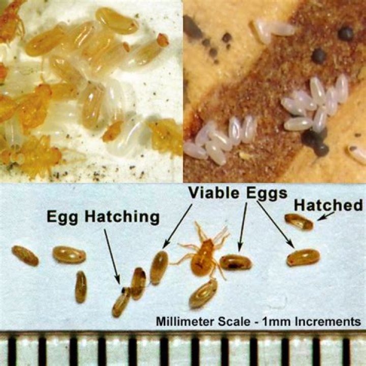 Are bed bug eggs visible?