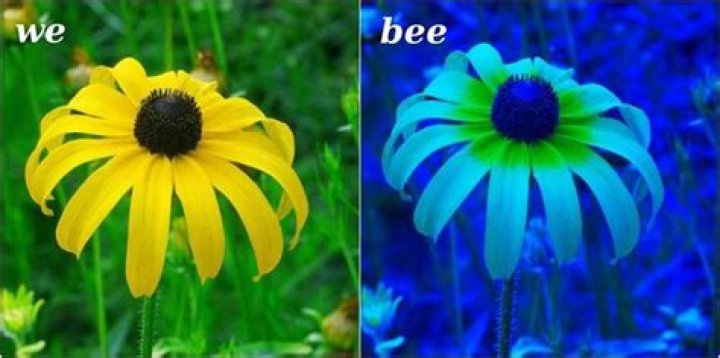 Are bees color blind?