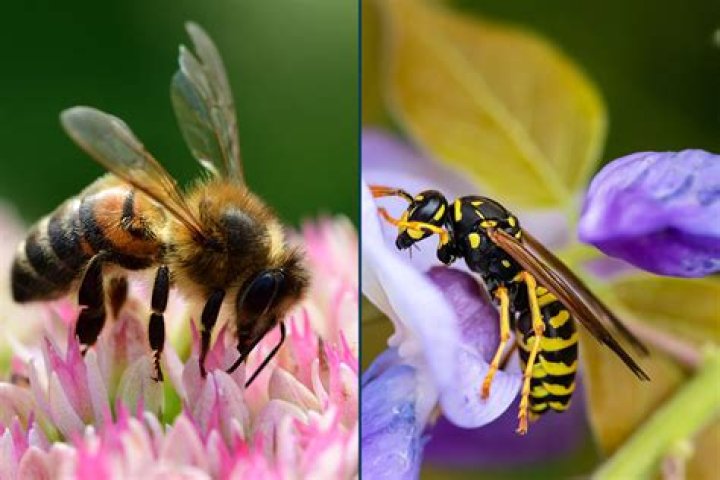 Are bees or wasps more aggressive?