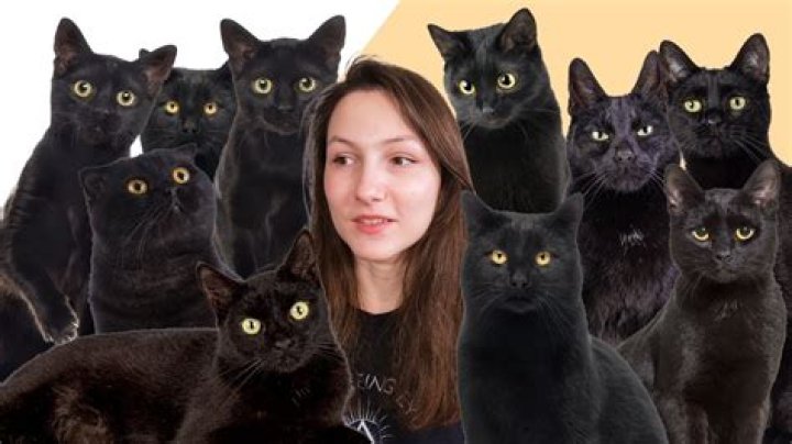 Are black cats needy?