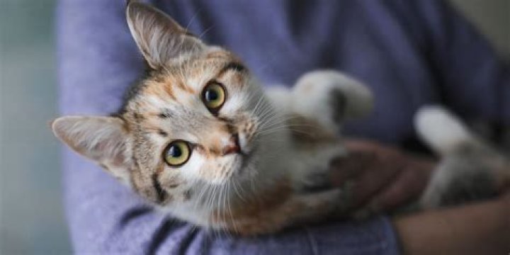 Are boy cats more affectionate?