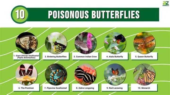 Are butterflies poisonous to dogs?