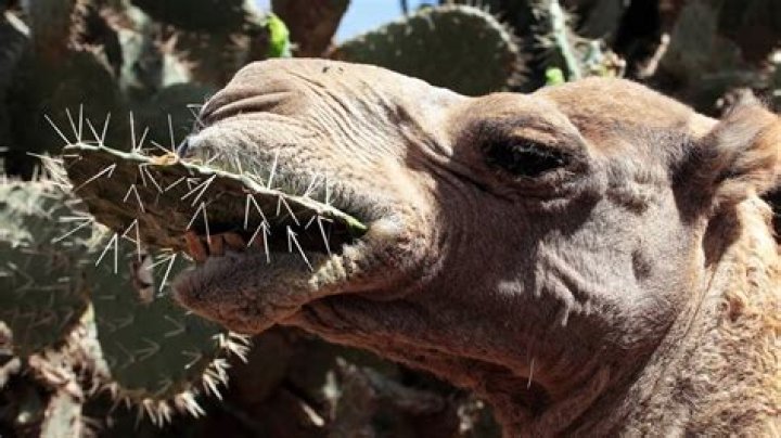 Are camels kosher to eat?