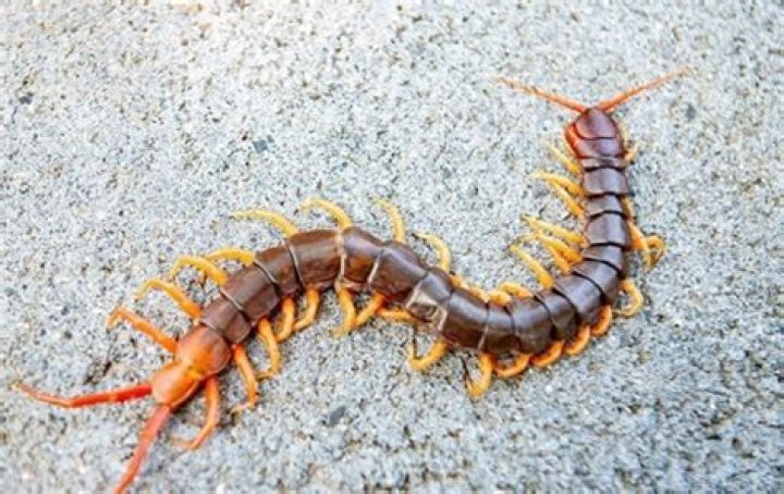 Are centipedes aggressive?