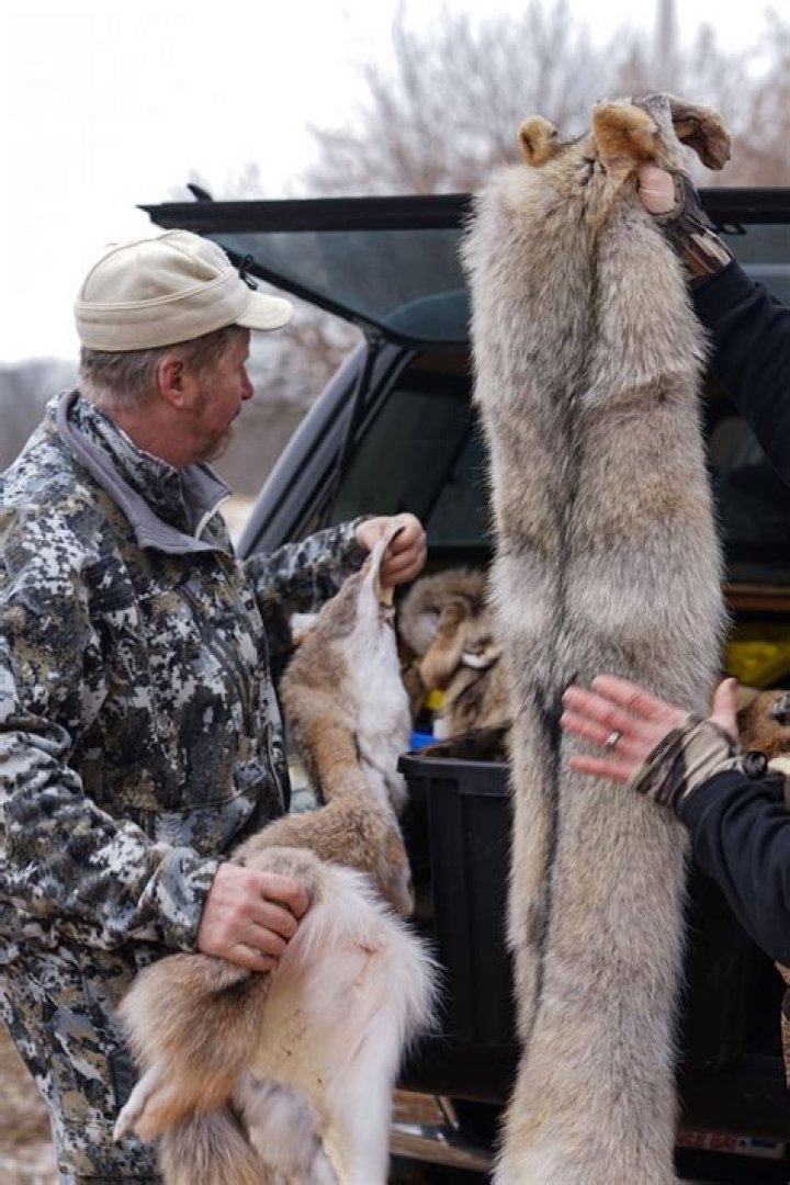 Are coyote pelts worth anything?