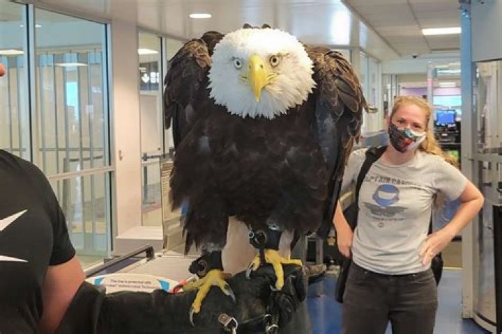 Are eagles afraid of humans?