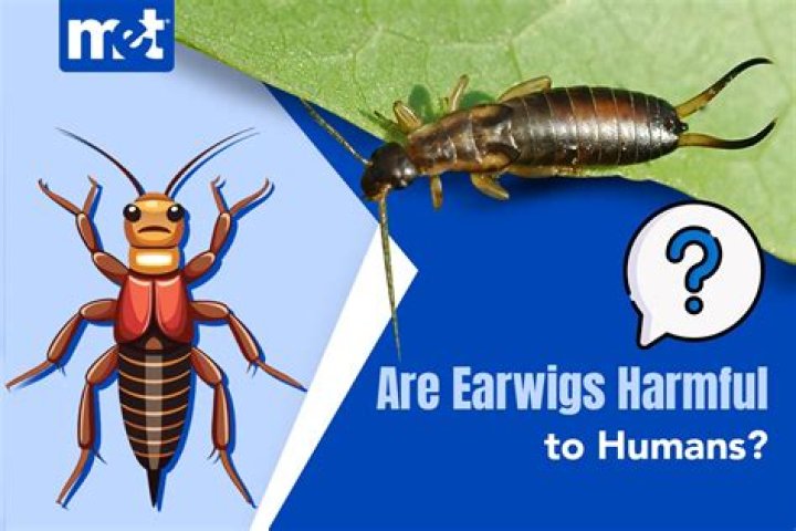 Are earwigs harmful to humans?