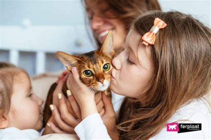 Are female cats more loving?