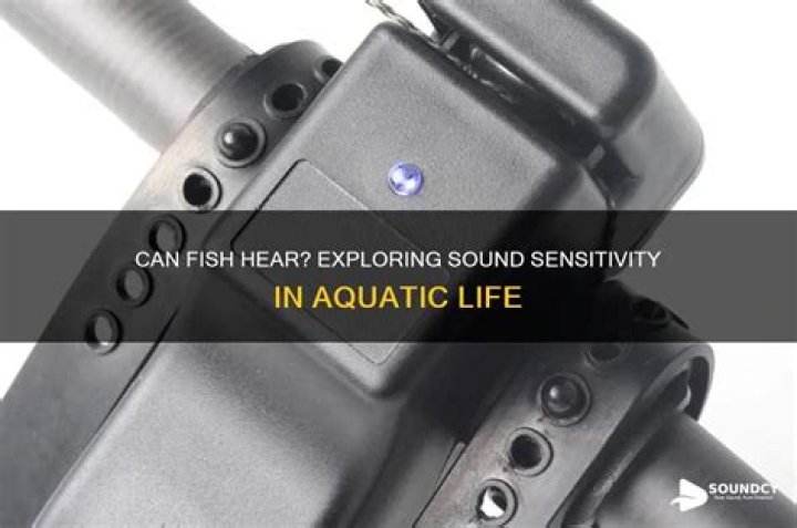 Are fish sensitive to sound?