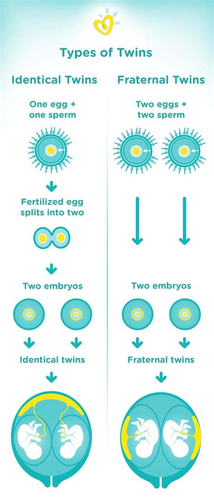 Are fraternal twins genetic?