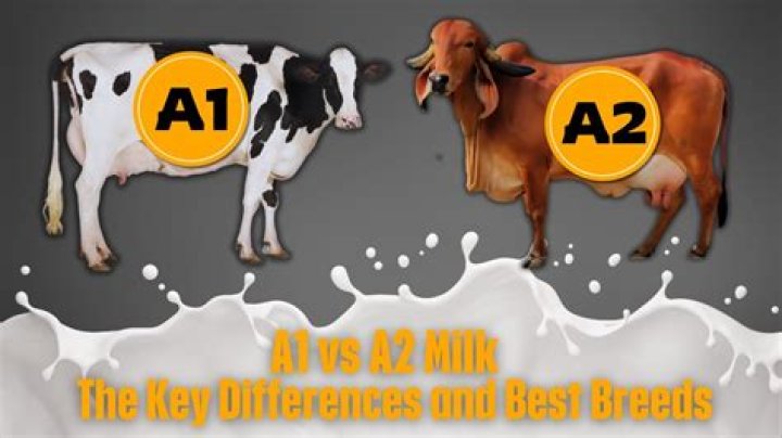 Are Friesian cows A1 or A2?