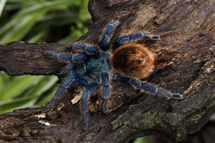 Are green bottle blue tarantulas poisonous?
