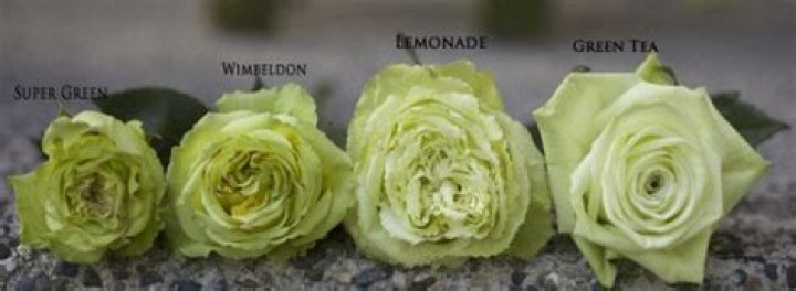 Are green roses real?