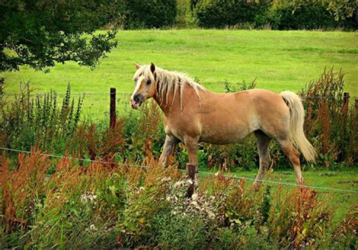 Are Haflingers good for dressage?