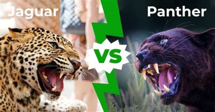 Are jaguar and panther the same?