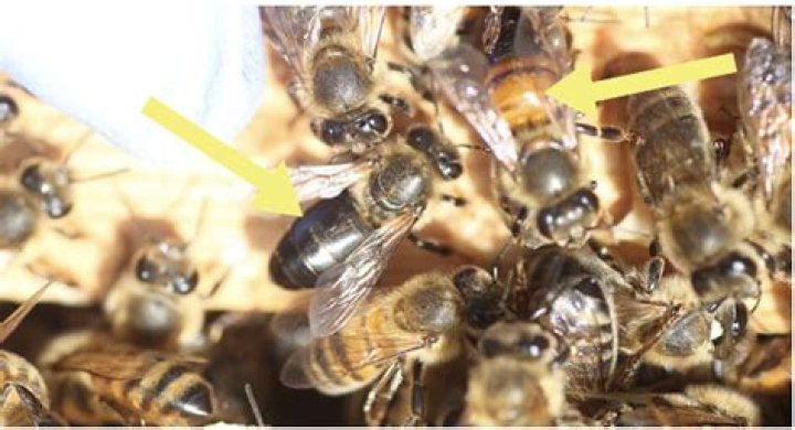 Are masonry bees harmless?