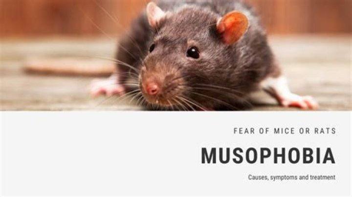 Are mice scared of rats?