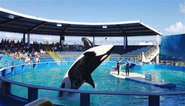 Are orcas friendly to humans?