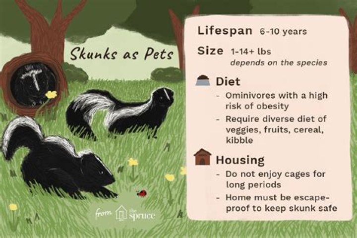Are pet skunks legal in California?