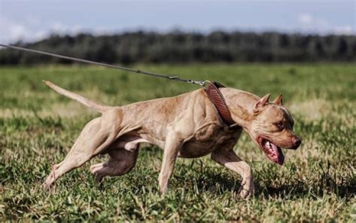 Are Pitbulls good off leash?