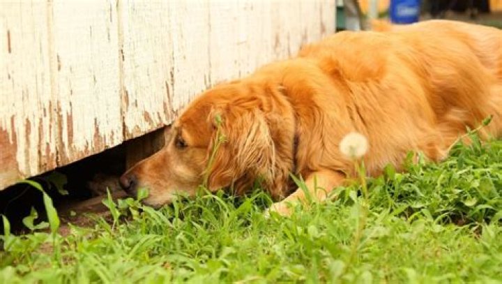 Are rats scared of dogs?