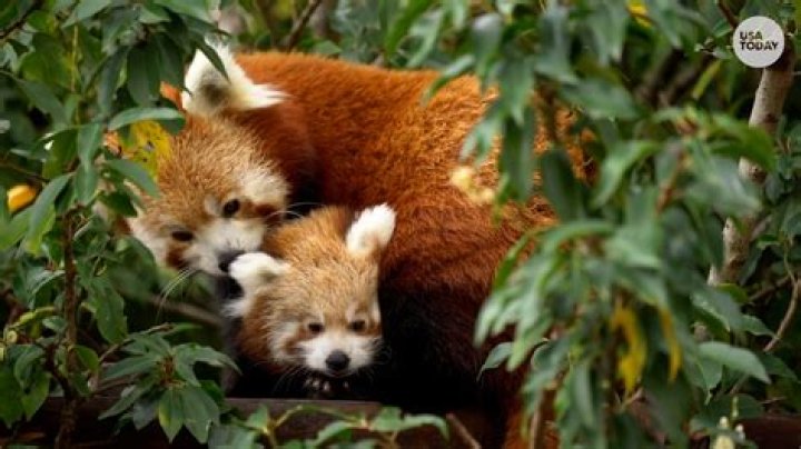 Are red panda real?