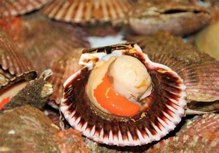 Are scallops alive when you eat them?