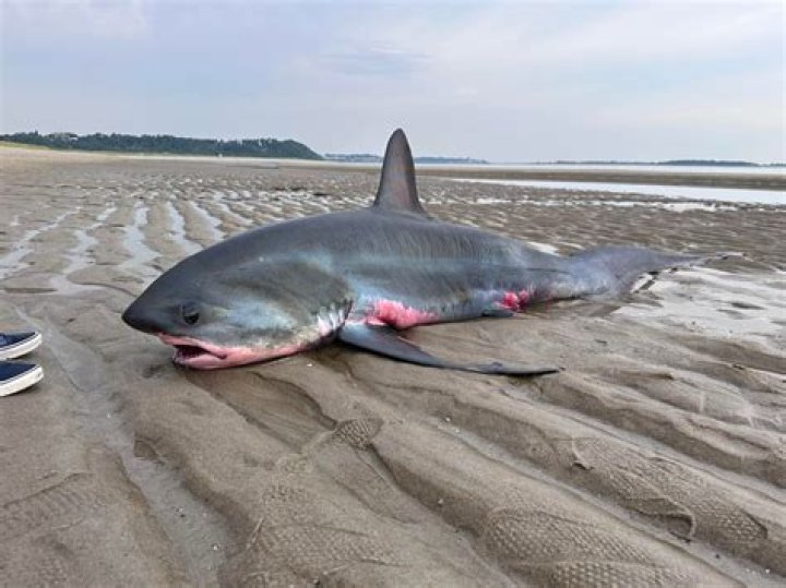Are sharks mindless killers?