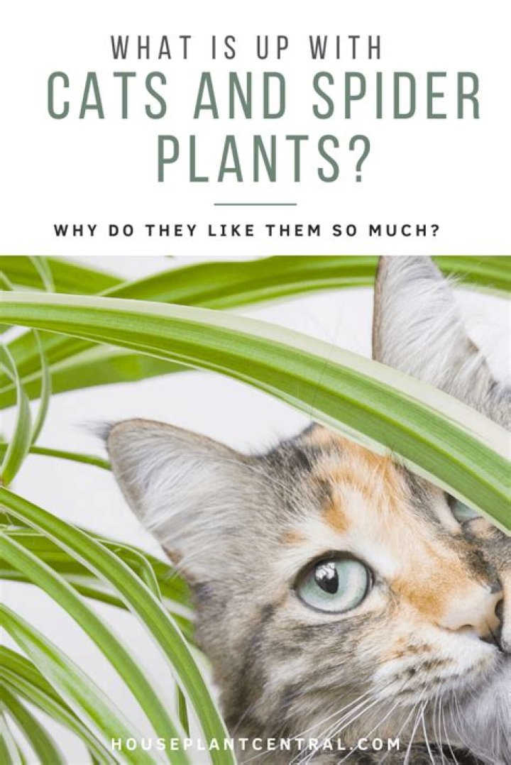 Are spider plants safe for dogs?
