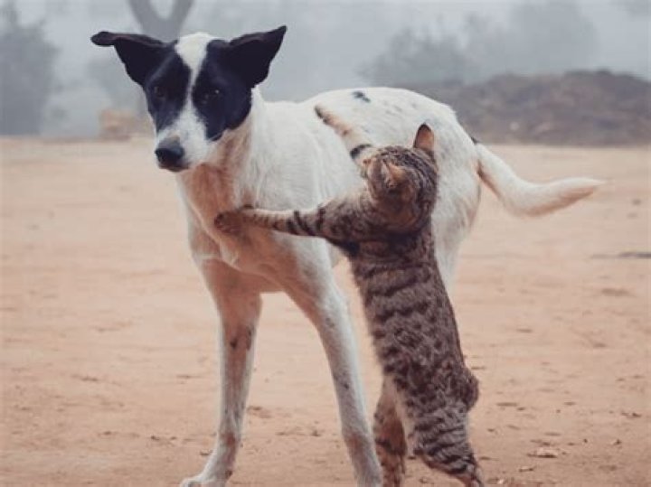 Are tauruses cat or dog people?