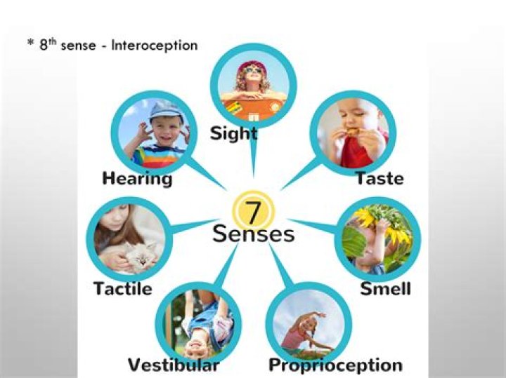Are there 7 or 8 senses?