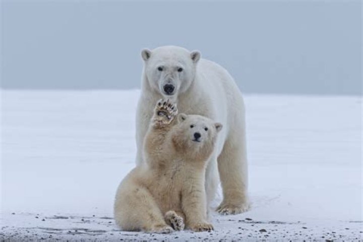 Are there polar bears in Kavik Alaska?