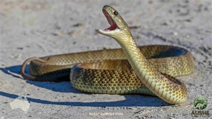 Are there snakes in Mumbai?