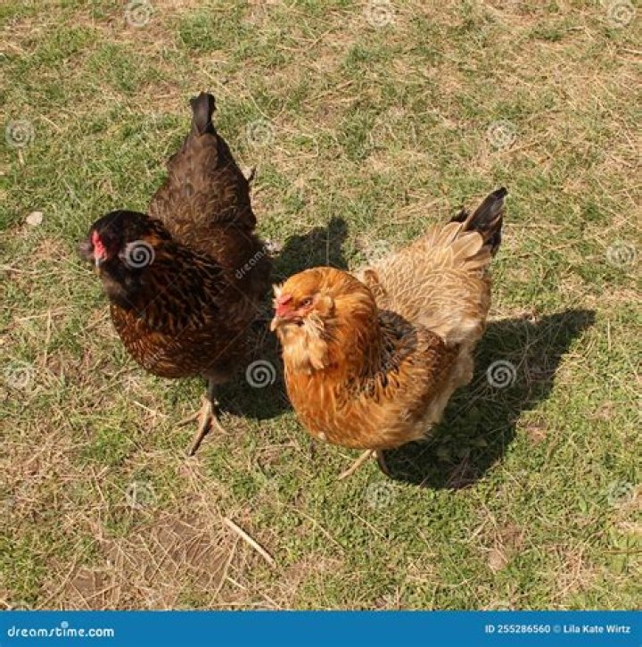 Are twin chickens possible?