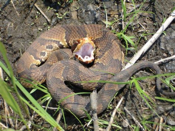 Are water moccasin bites fatal?