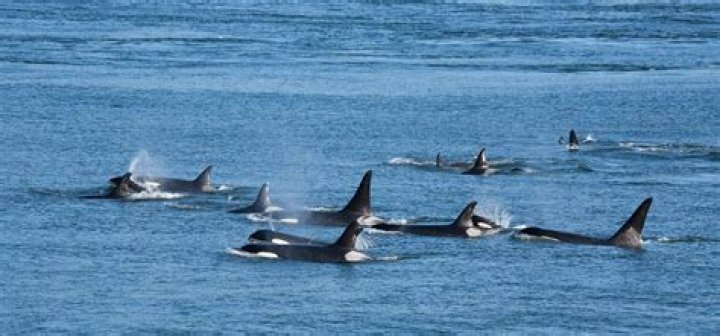 Are whales friendly?