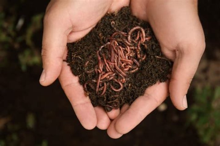 Are worms kosher?