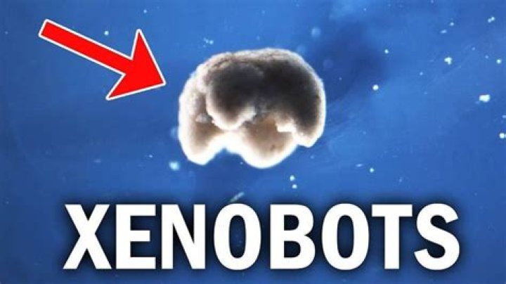 Are xenobots alive?