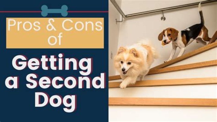 At what age should you get a second dog?