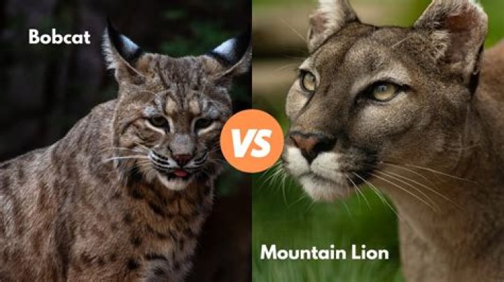 Can a bobcat and mountain lion mate?