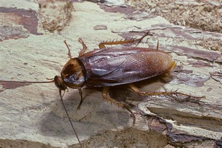 Can a cockroach suffocate?