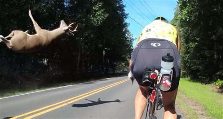 Can a deer survive being hit by a car?