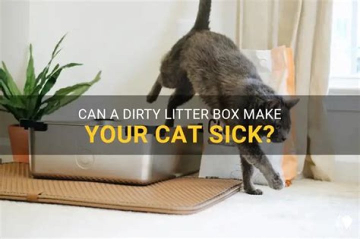 Can a dirty cat box make you sick?