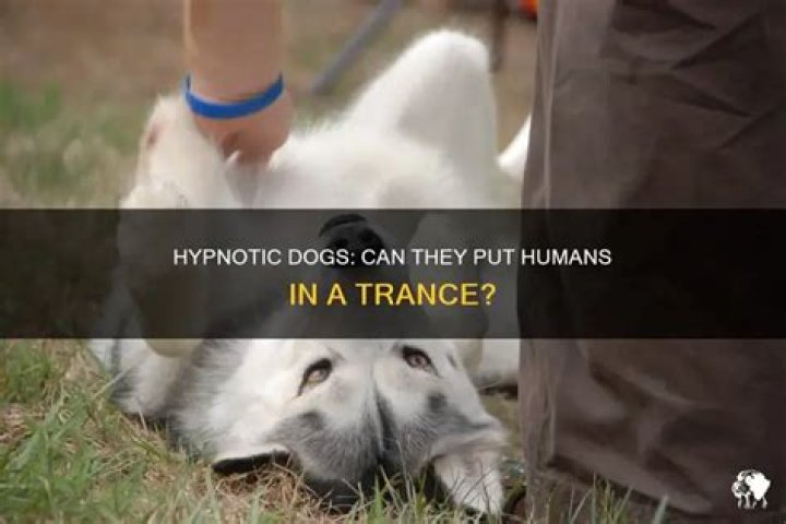 Can a dog hypnotize a person?