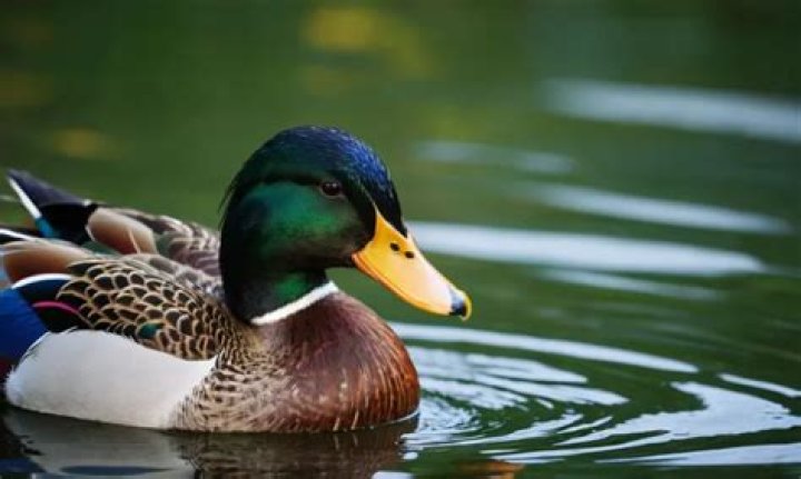 Can a duck change gender?