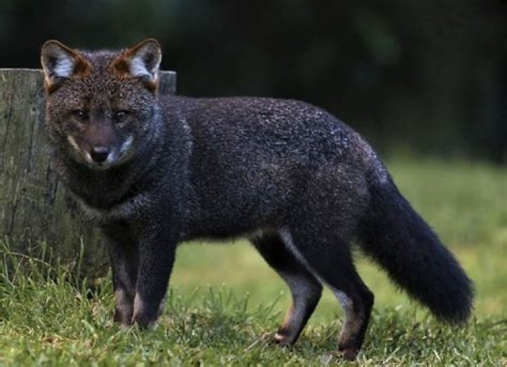 Can a fox bark like a dog?