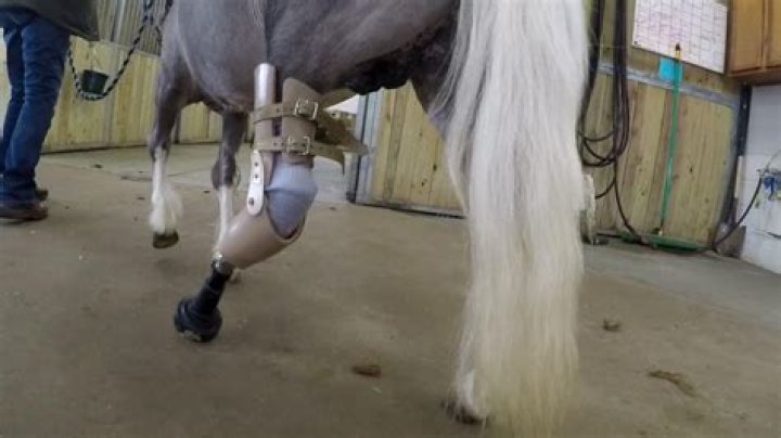Can a horse live with 3 legs?