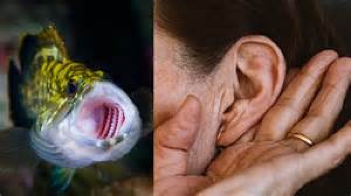 Can a human have gills?